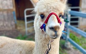 Mountview Alpaca Farmhouse